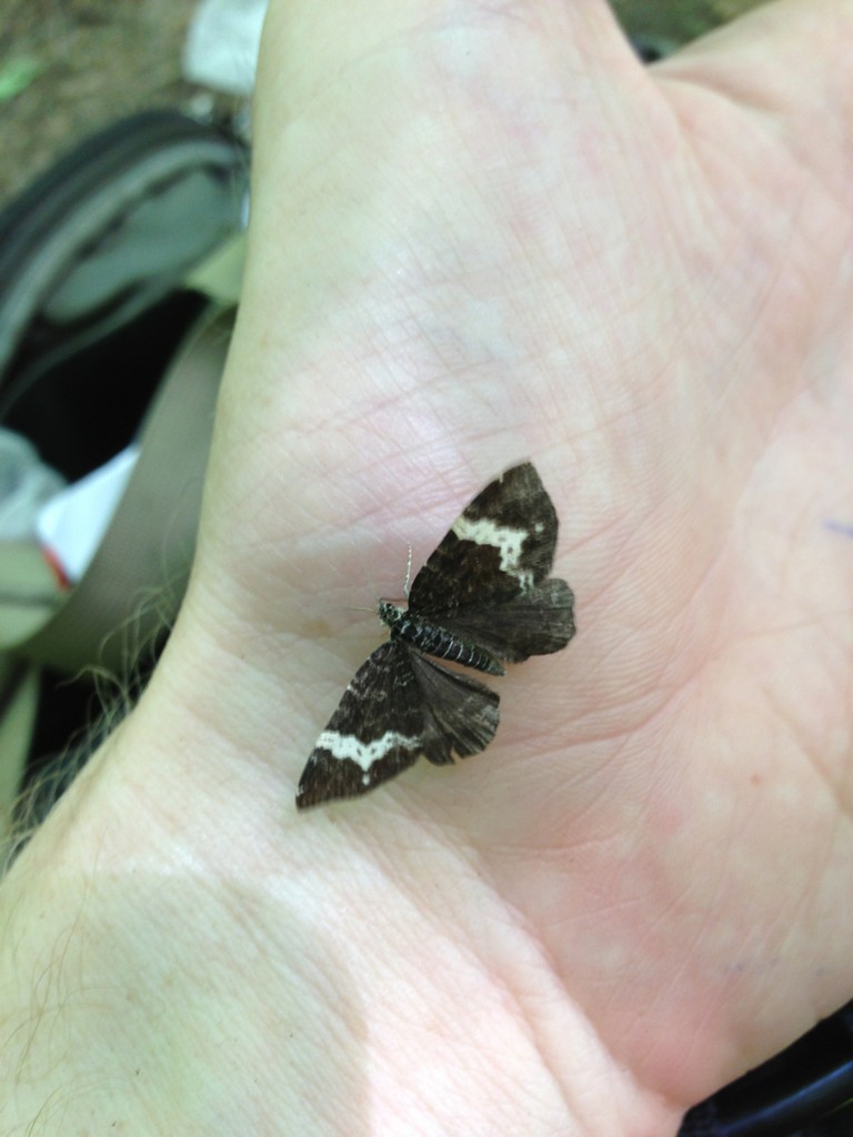 Rheumaptera (Rheumaptera)