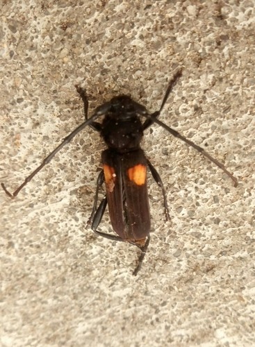 Tragidion (Tragidion)