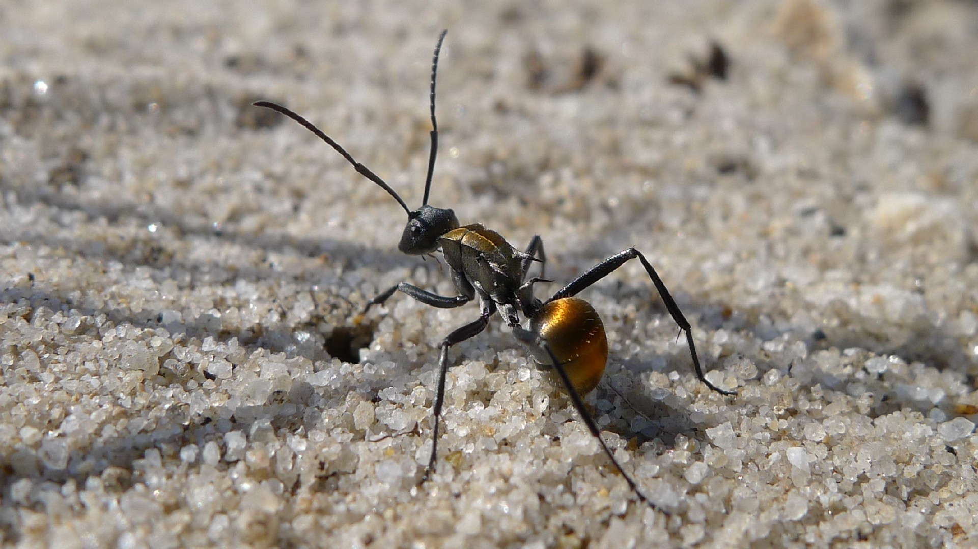 Golden-tailed spiny ant (Polyrhachis)