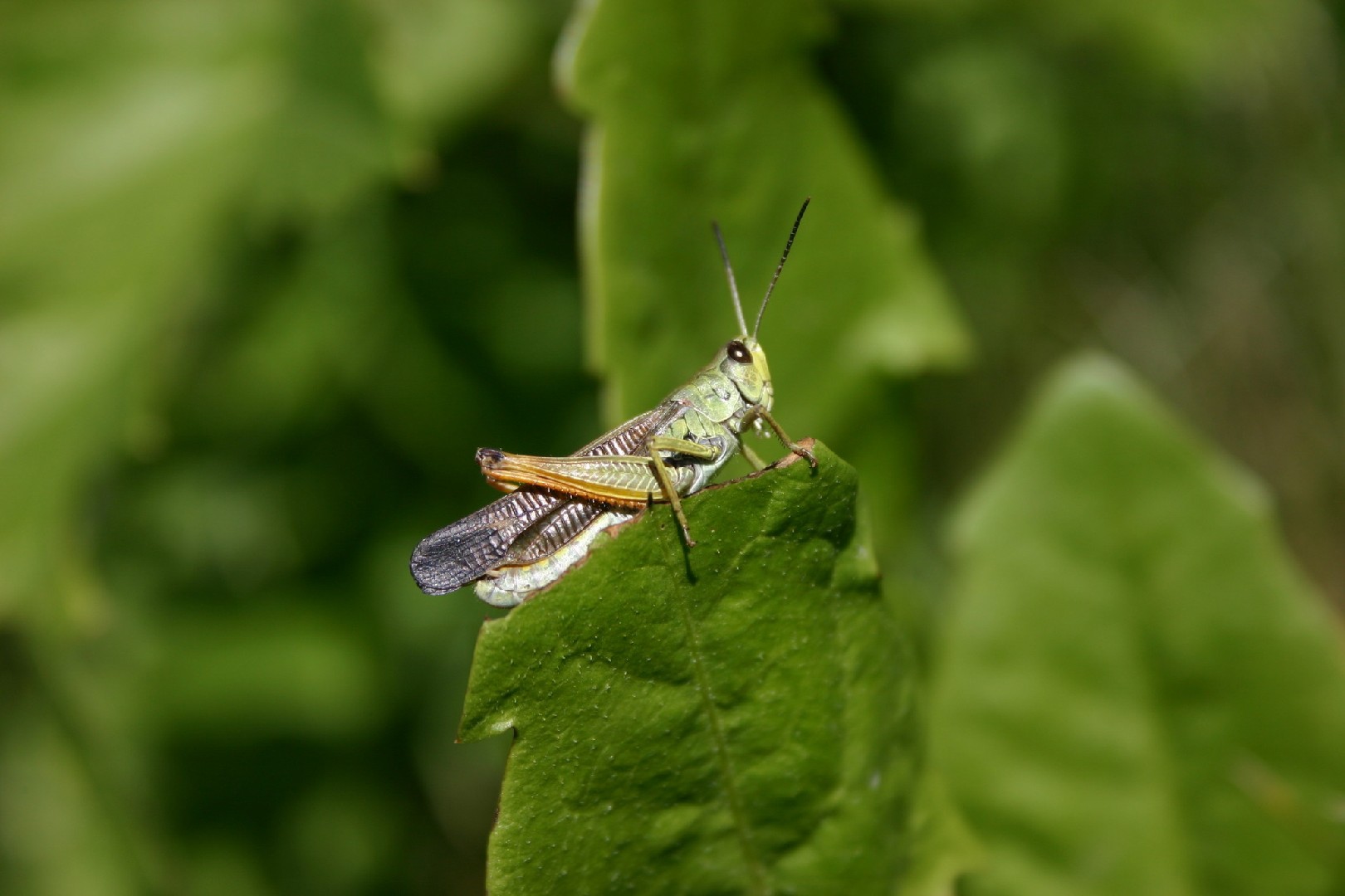 Stauroderus (Stauroderus)