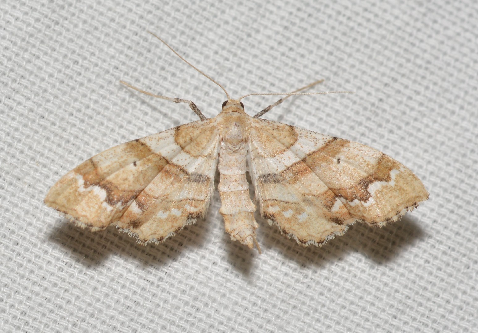 Odontoptila (Odontoptila)