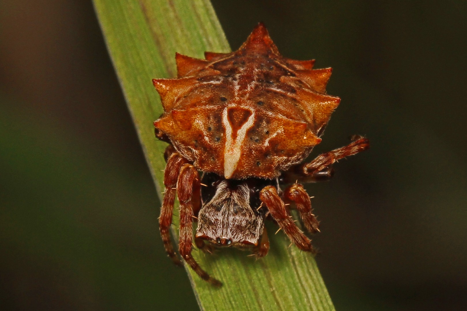 Star-bellied orb-web spiders (Acanthepeira)