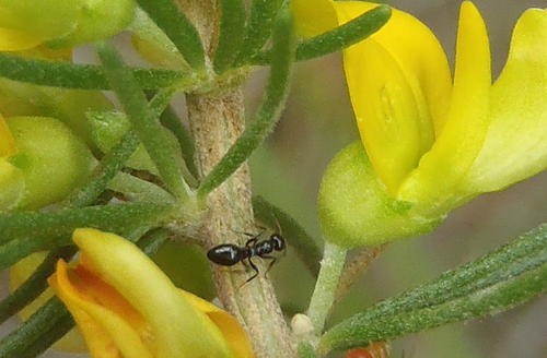 Small sugar ants (Lepisiota)