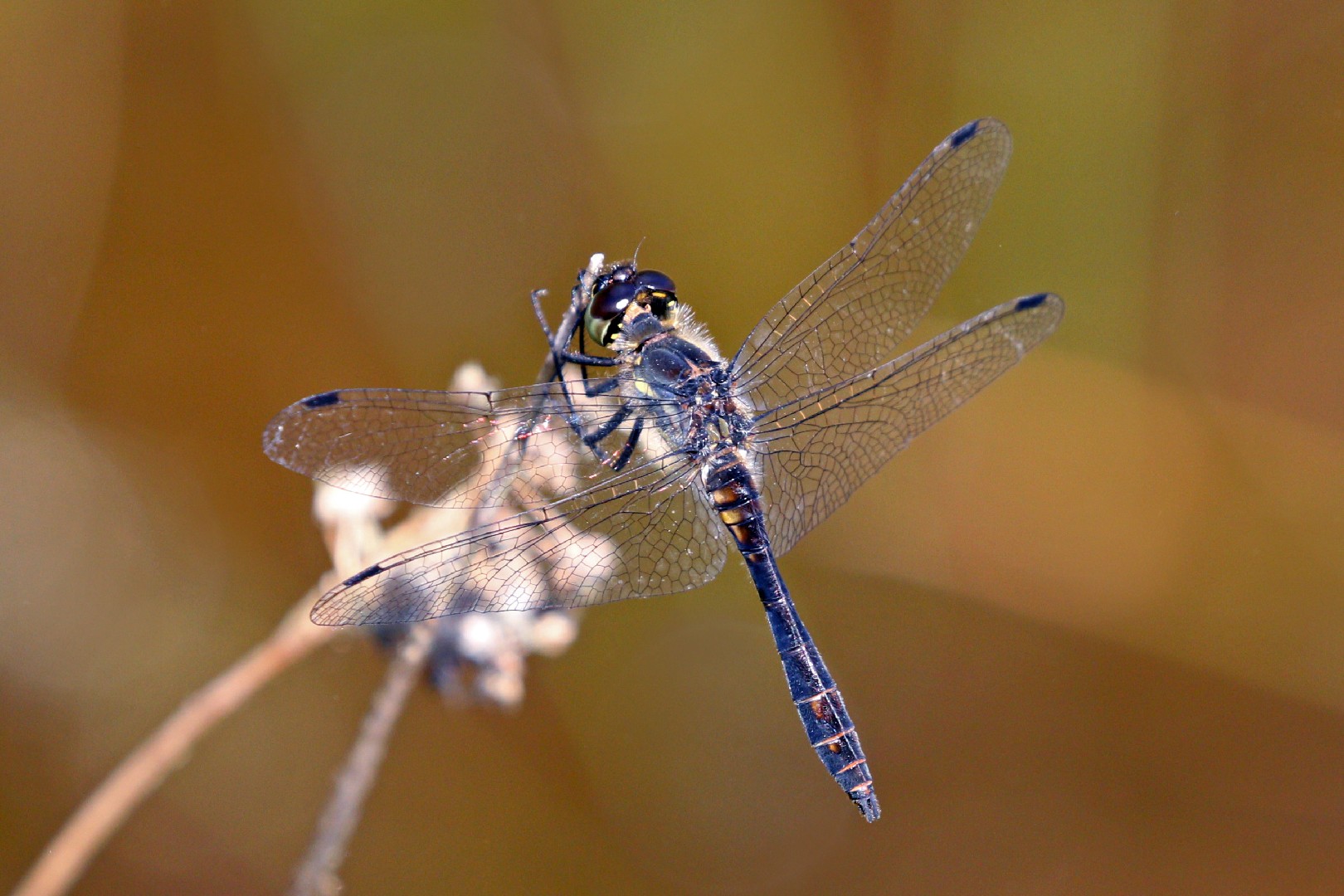 Black darter How to identify it? - Picture Insect