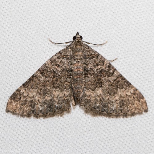 Archirhoe (Archirhoe)