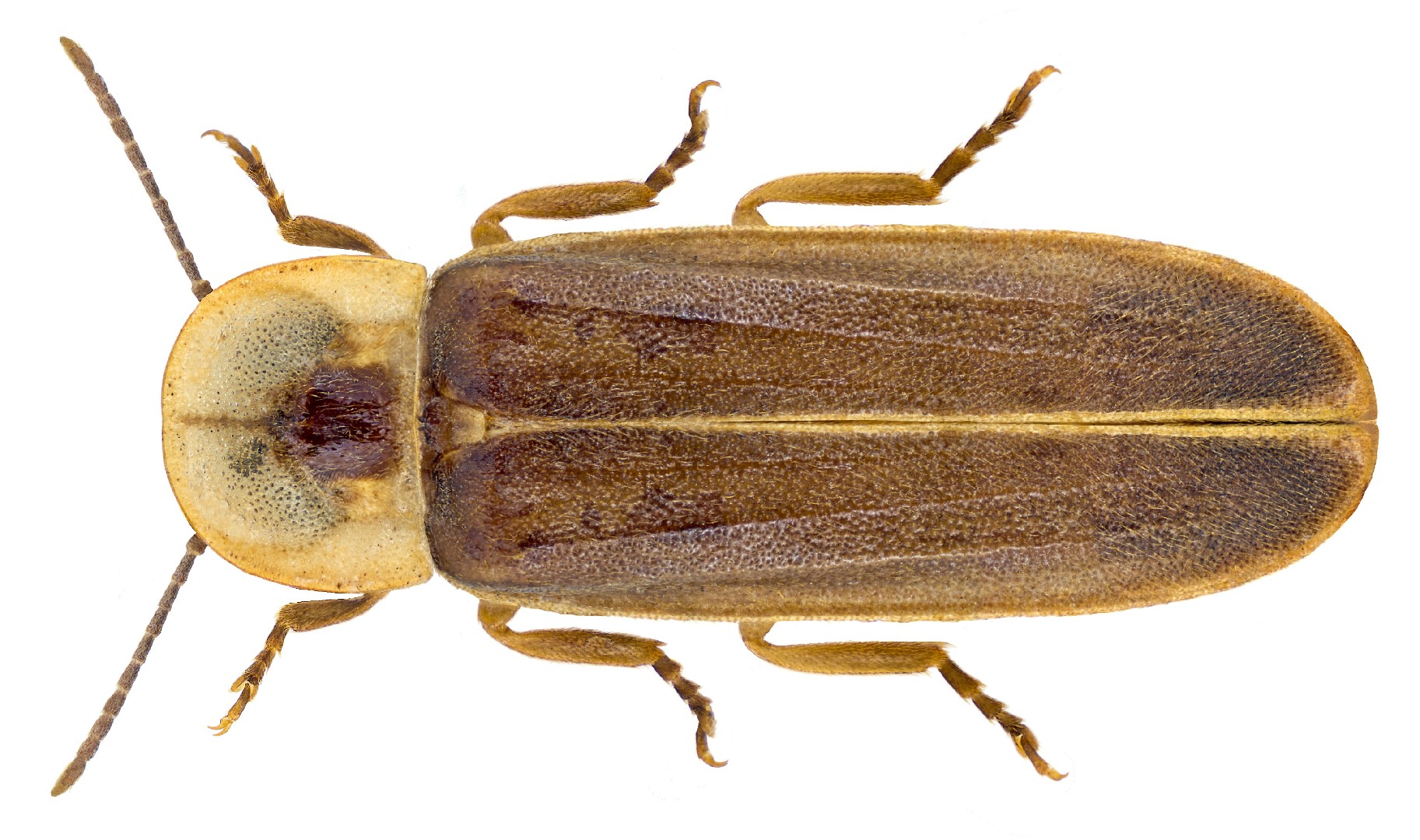 Glow-worm (Lampyris noctiluca)