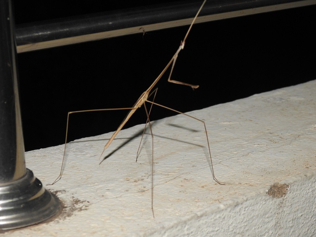 Schizocephala (Schizocephala)