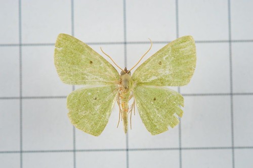 Aplochlora (Aplochlora)