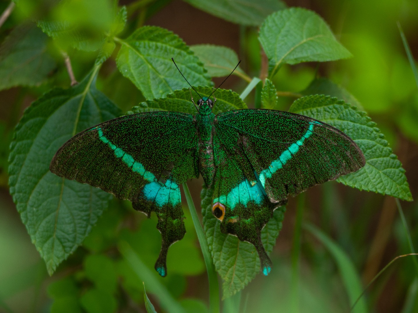 蝶々 標本 ブッダオビクジャクアゲハ 雄 ♂ papilio buddha