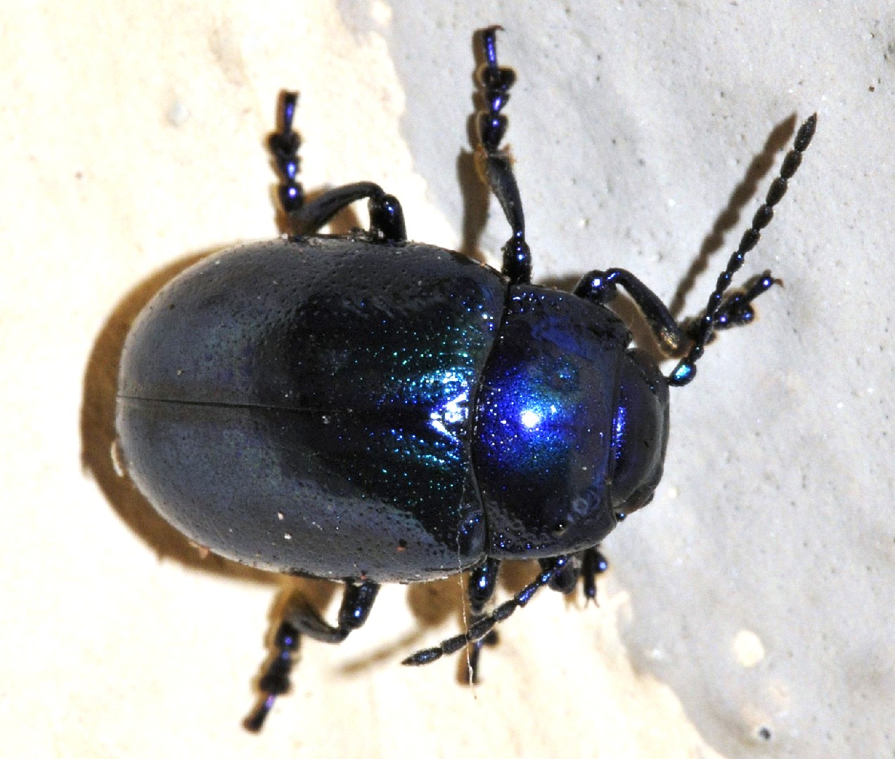 Besouro azul isolado no branco. a macro de chrysochoa fulminans do besouro  da joia fecha-se acima. buprestidae, inseto