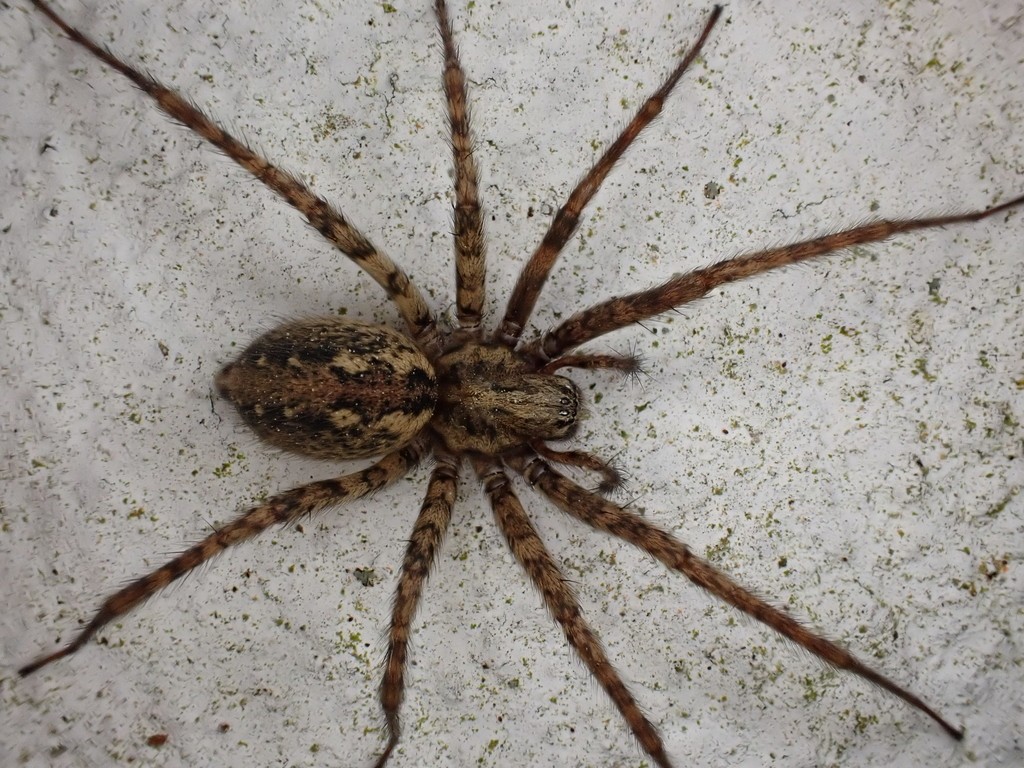 Tegenaria ferruginea (Tegenaria ferruginea) - Picture Insect