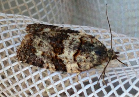 Syndemis (Syndemis) Picture Insect