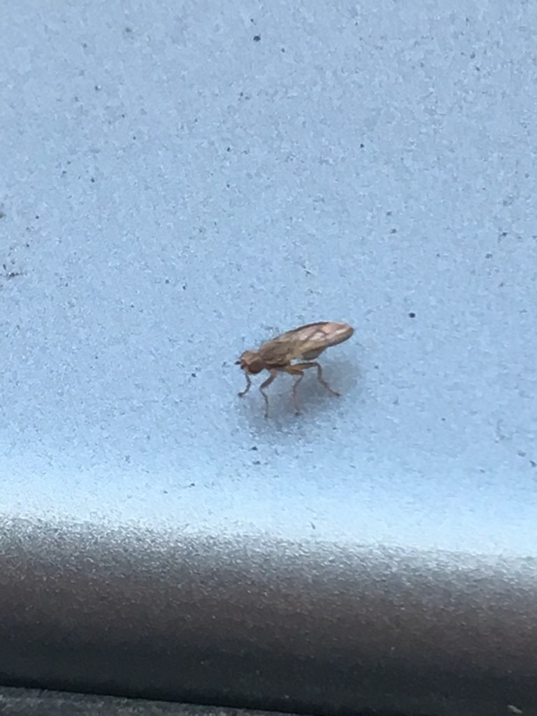 Trixoscelis (Trixoscelis)