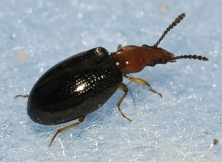 Vincenzellus (Vincenzellus)