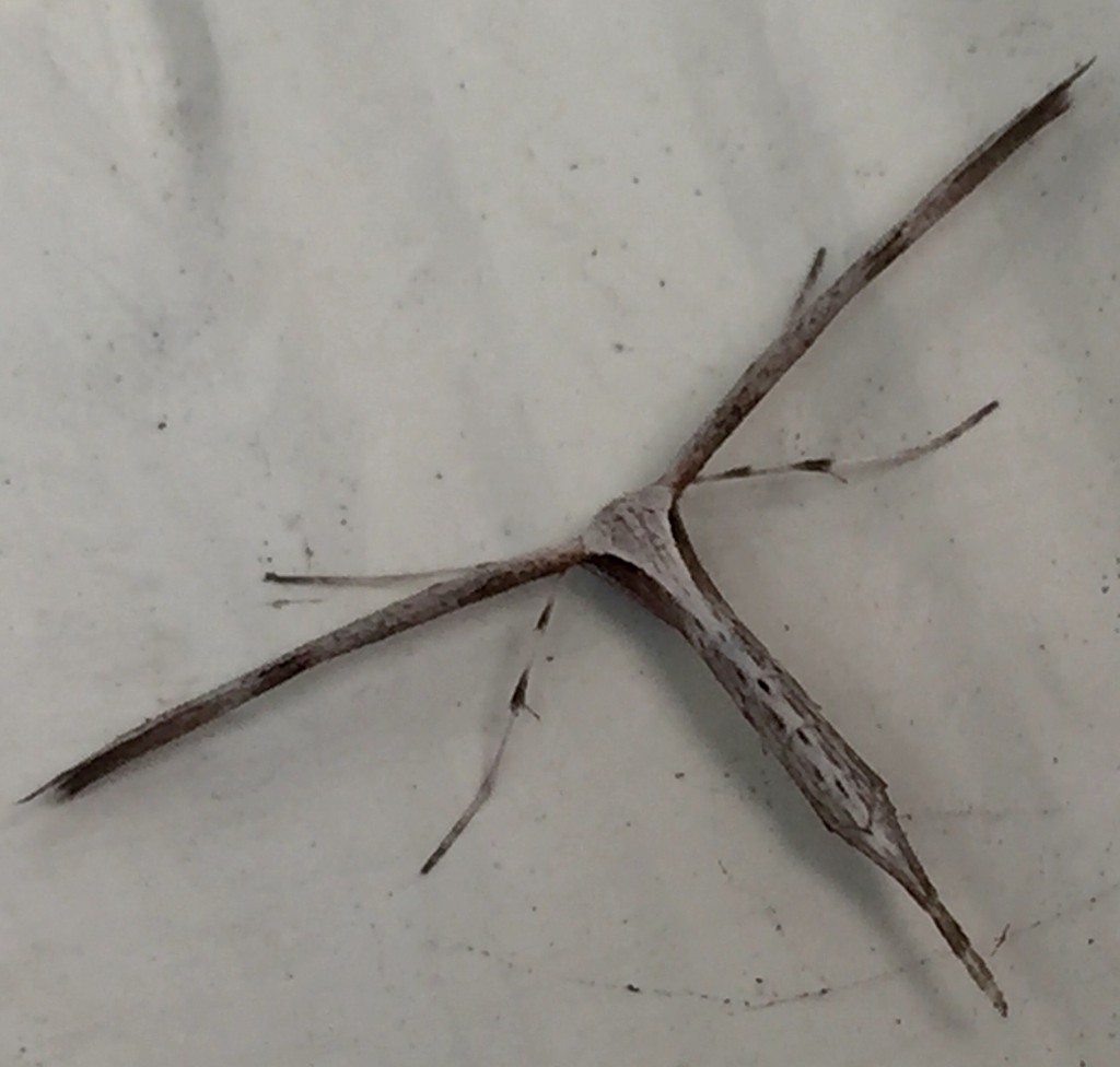 Oidaematophorus (Oidaematophorus)