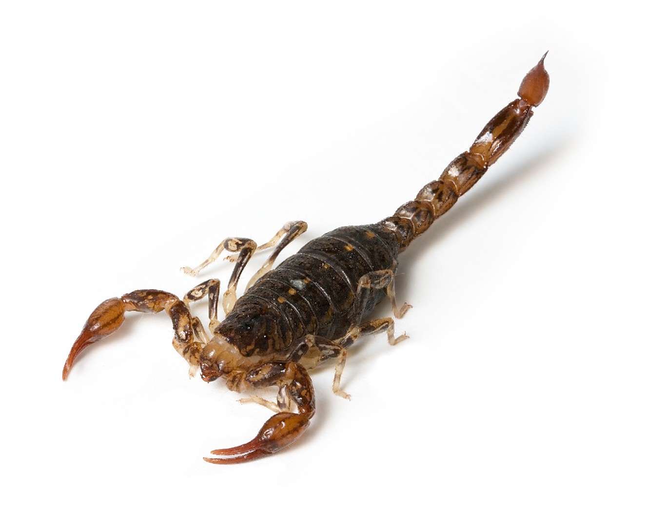 Wood scorpion (Cercophonius)