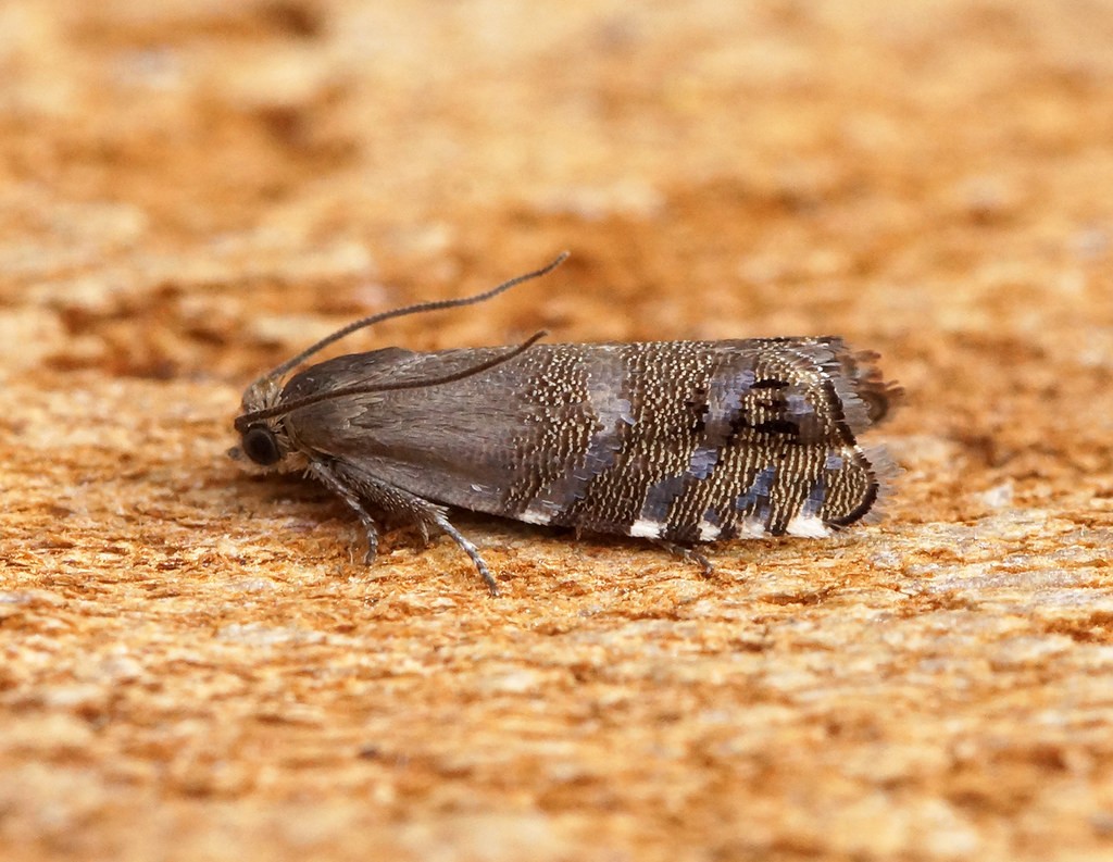 Каштановая минирующая моль (Cameraria ohridella) - Picture Insect