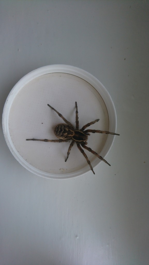 SPIDERS　べったん　めんこ Ocrisiona - Wikipedia