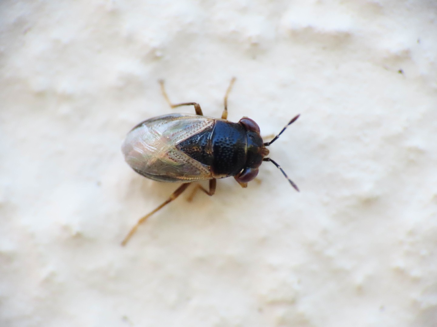 Geocoris pallidipennis (Geocoris pallidipennis) - Picture Insect