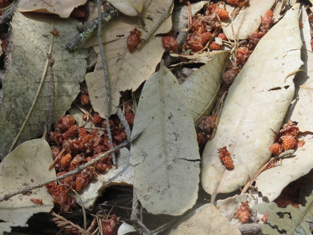 Rock bristletails (Meinertellidae)