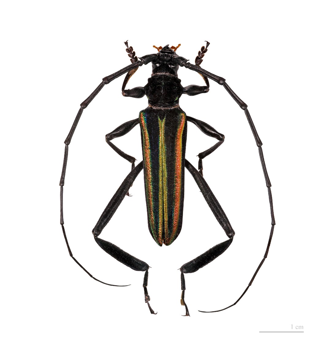 Africophanes (Africophanes)