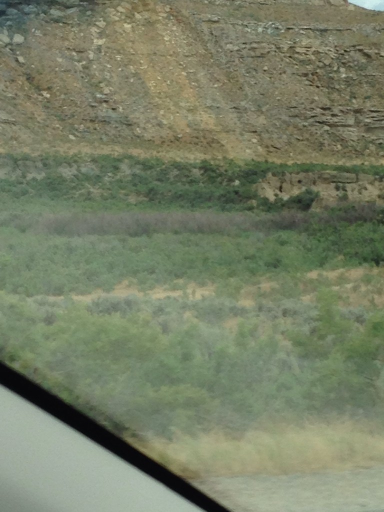 Diorhabda (Diorhabda) Picture Insect