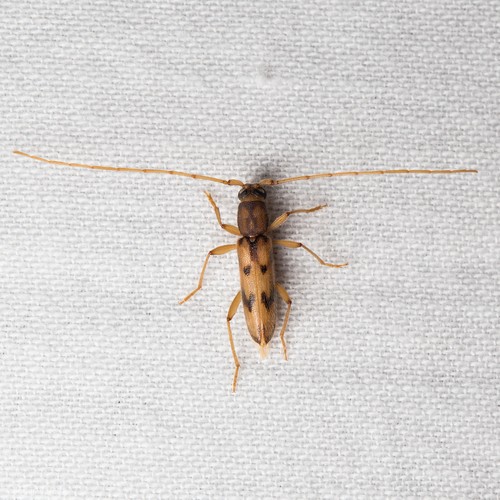 Achryson surinamum
