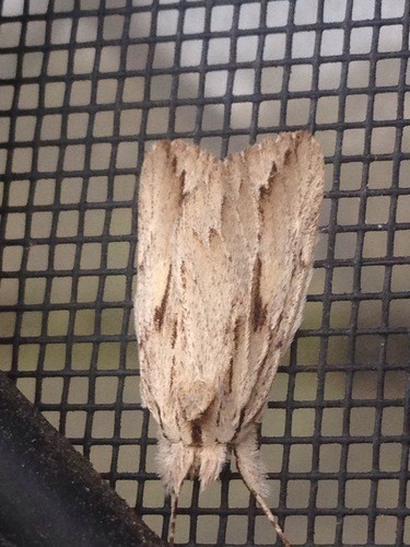 Ecnomodes (Ecnomodes)