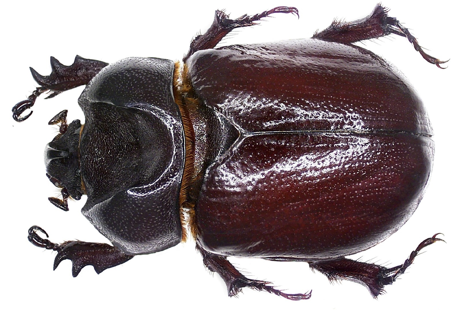 Phyllognathus (Phyllognathus)