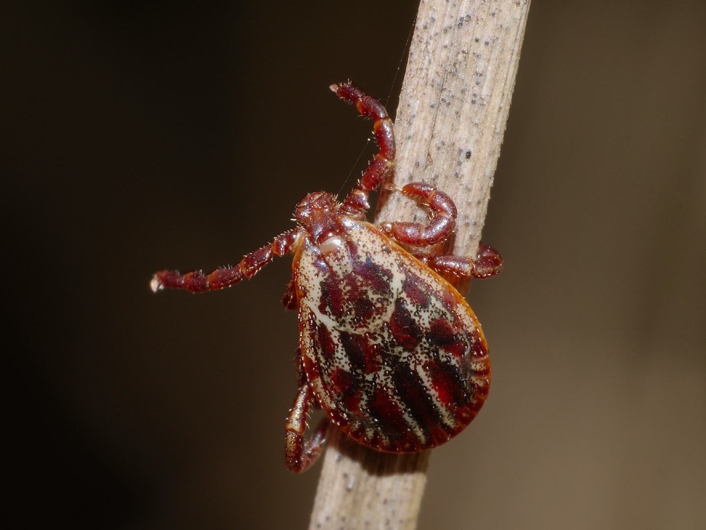 Пастбищный клещ (Dermacentor marginatus). Клещ в естественной среде обитания