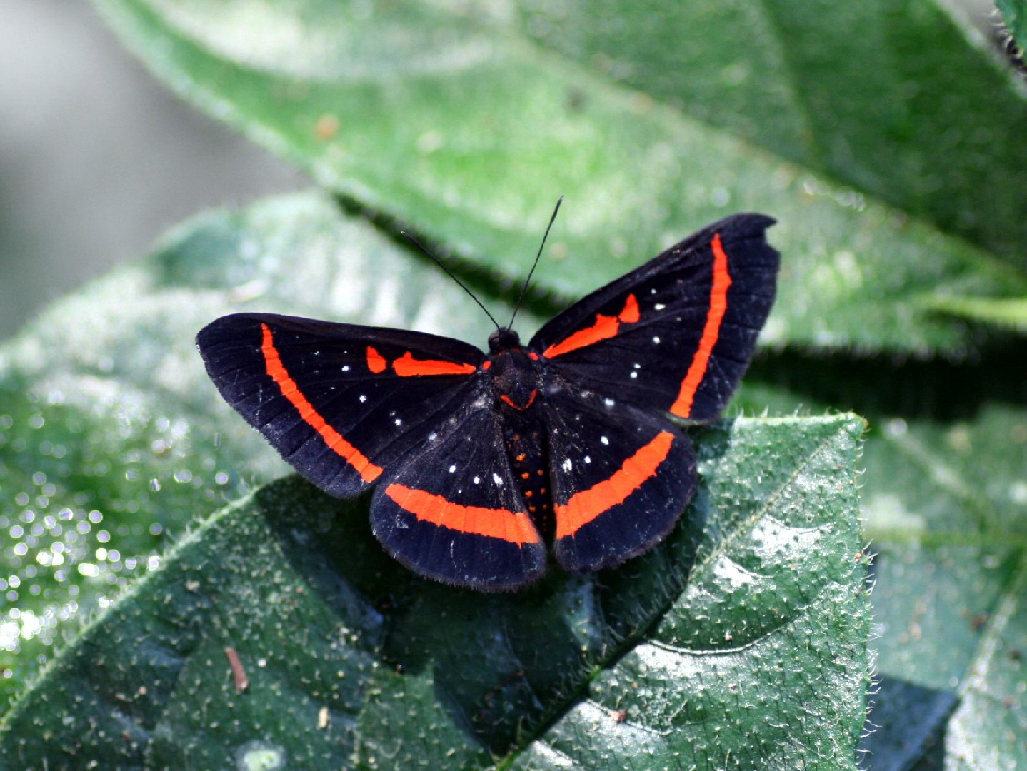 Amarynthis (Amarynthis)