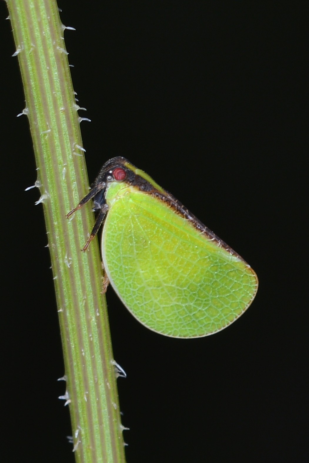 Two-striped planthopper (Acanalonia bivittata)