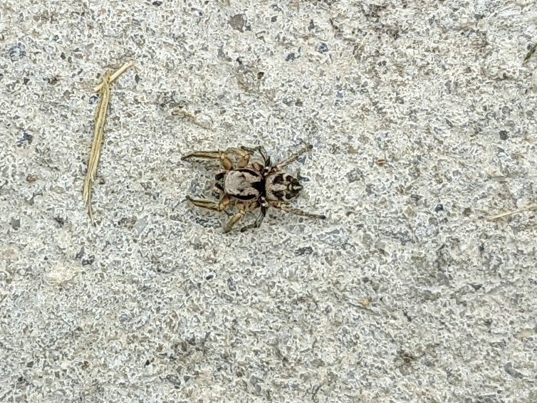 Habronattus festus