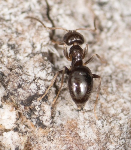 Dark Rover Ant (Brachymyrmex patagonicus) - Picture Insect