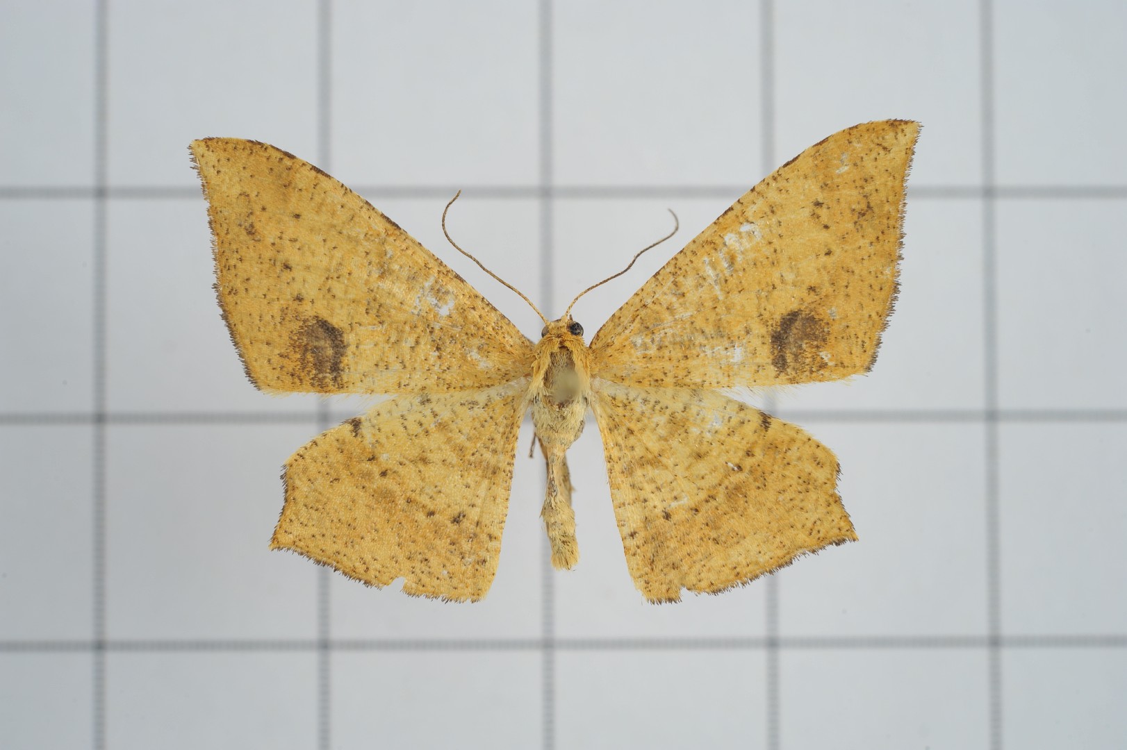 Zanclopera (Zanclopera)