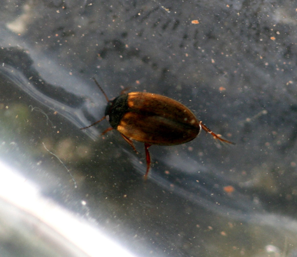Hydroporus (Hydroporus)