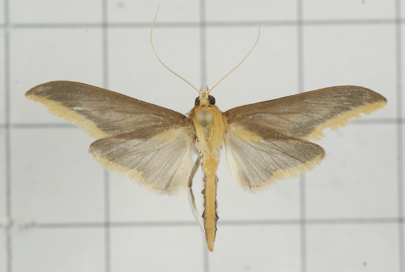 Circobotys (Circobotys)