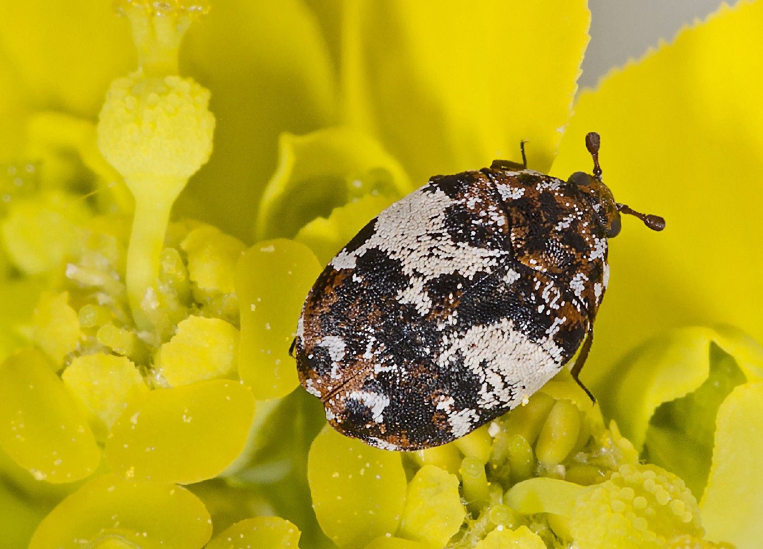 Carpet Beetles - Identification, Threats