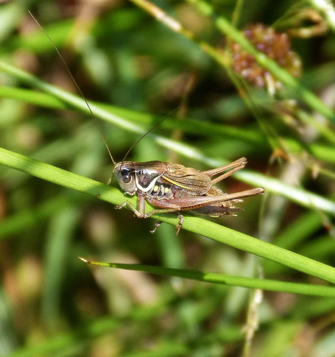 Скачок Резеля (Roeseliana roeselii) - Picture Insect