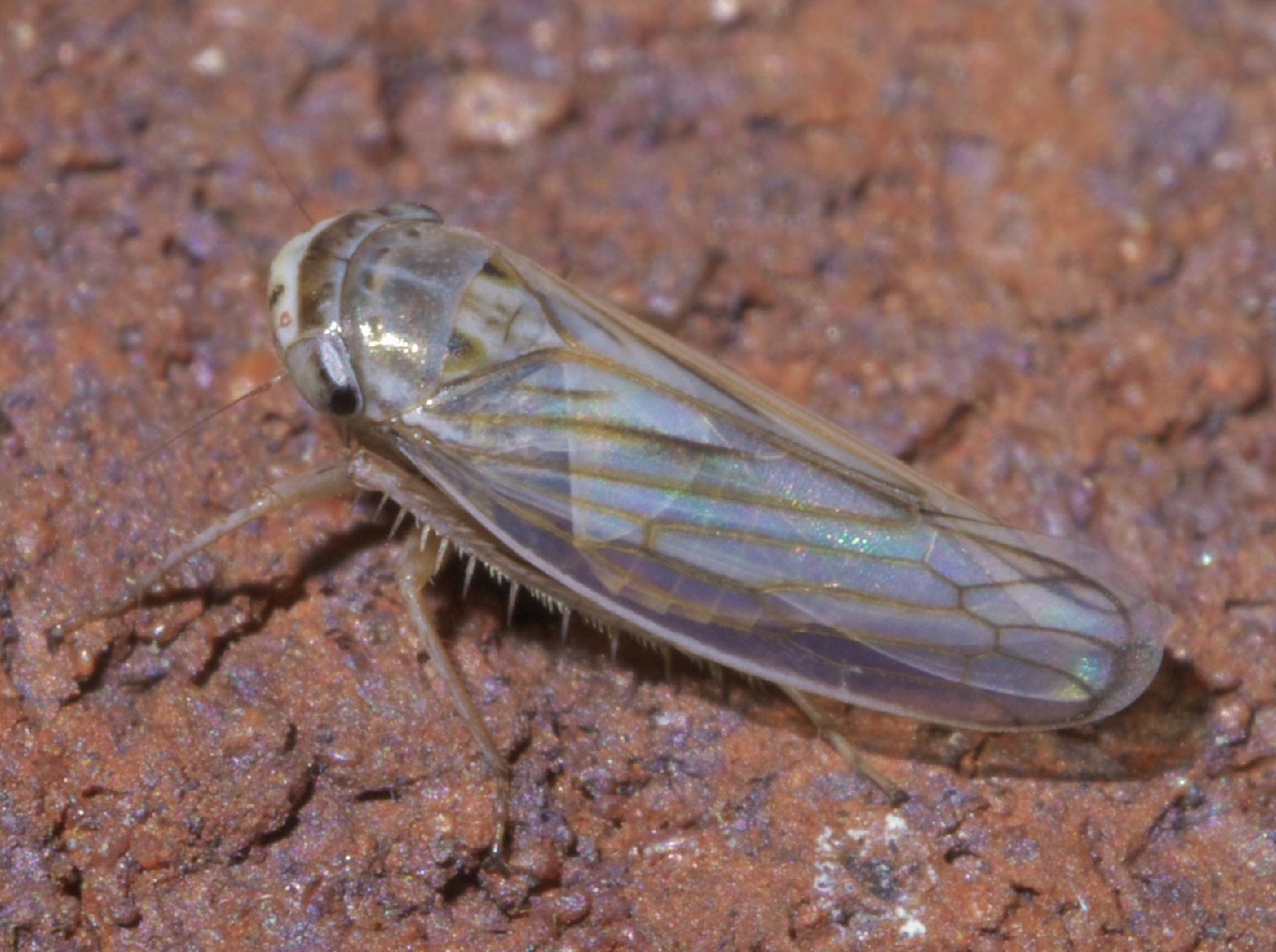 Exitianus (Exitianus) Picture Insect