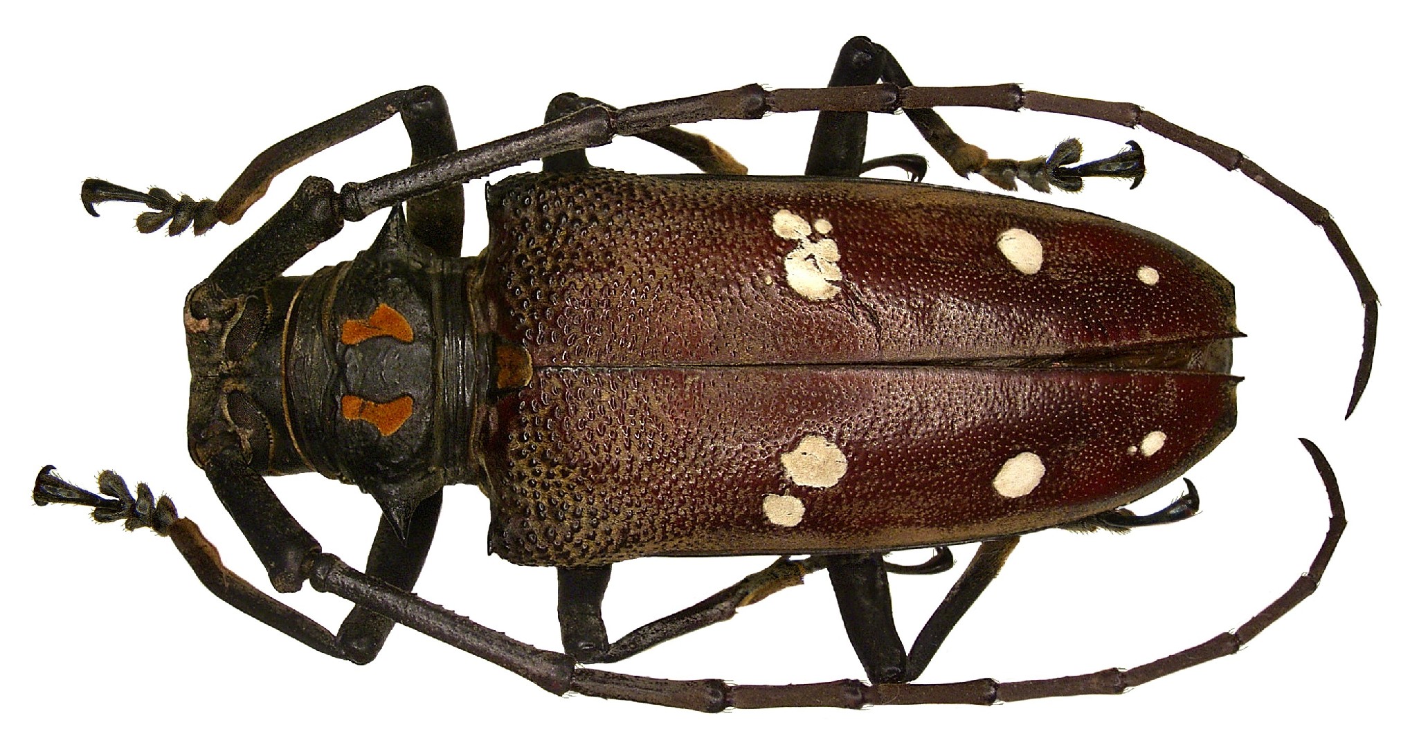 大天牛屬 (Batocera)