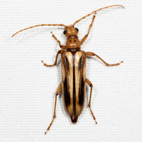 Ortholeptura (Ortholeptura)