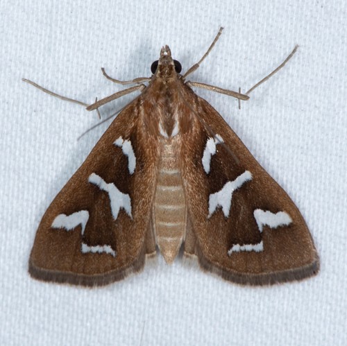 Diastictis (Diastictis)