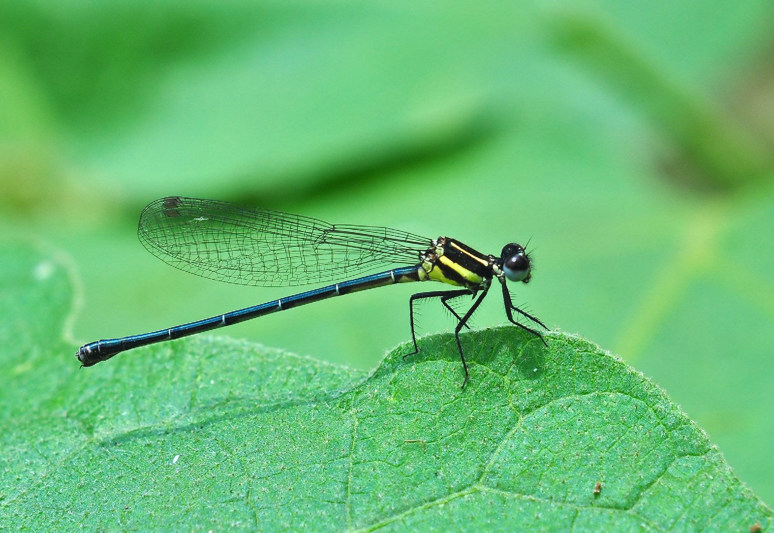 Onychargia (Onychargia)