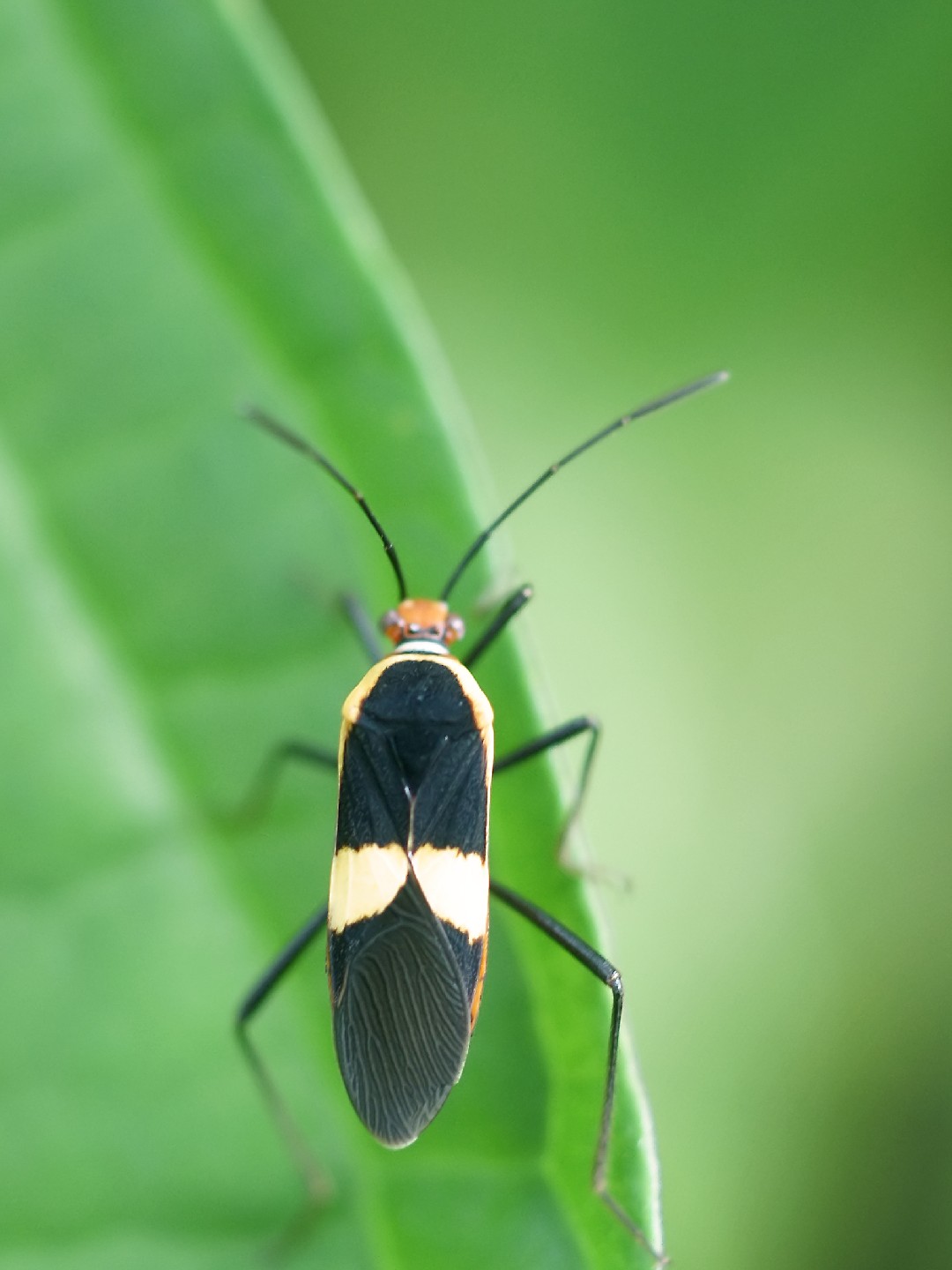 Hypselonotus (Hypselonotus)