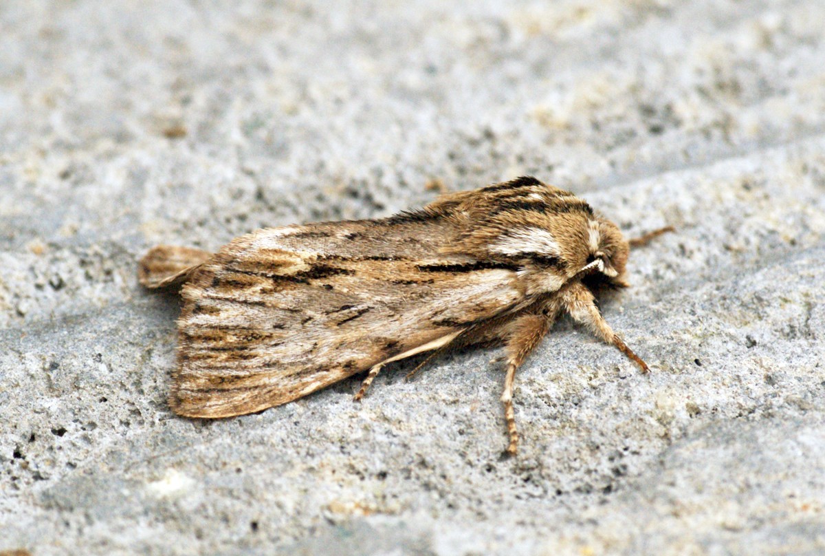 Asteroscopus (Asteroscopus)