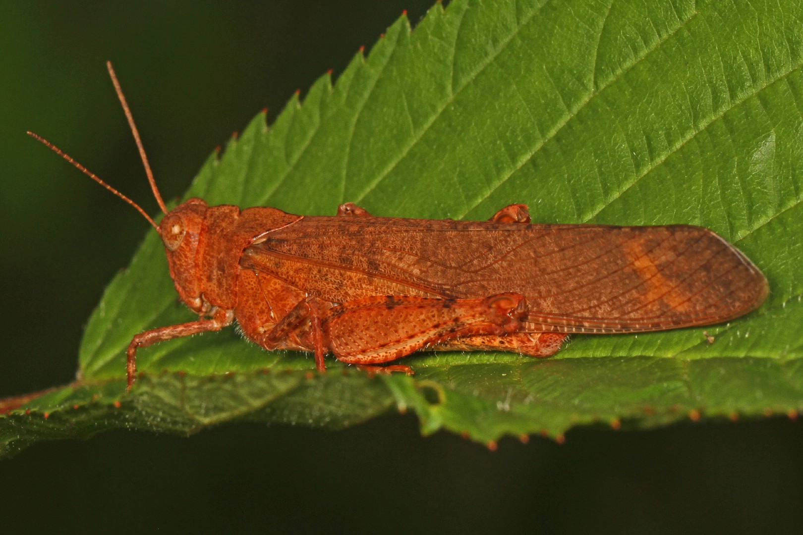 Carolina Grasshopper