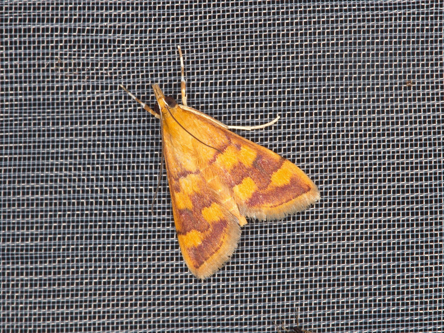 Perilla leaf moth