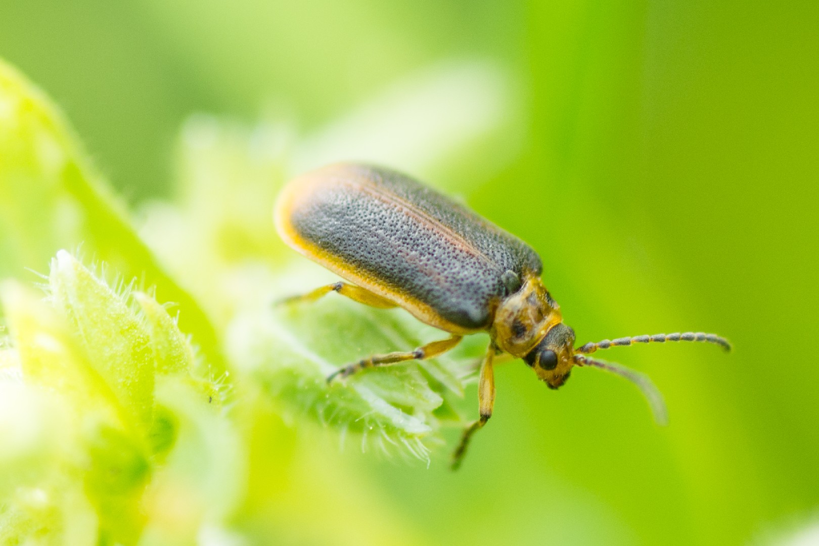 Козявка кувшинковая (Galerucella nymphaeae) - Picture Insect