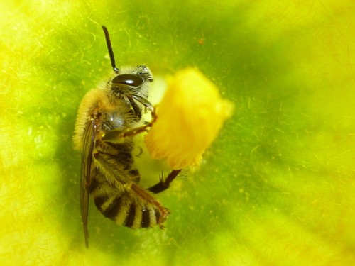 Squash bees (Peponapis)